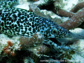 Poisson, serpentiforme, blanc, taches noires 
