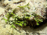 algue verte, structure articulée, cylindre aplati empilé, peu ramifié