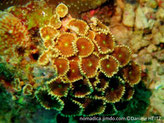 corail mou, colonie, polypes, pied, disque oral plat, bordure, tentacules courts, bouche central couleur verte
