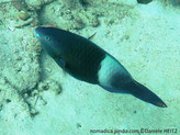 Poisson, dent, bec, bleu-vert, arrière du corps bande pâle , terminaison queue, bande orange