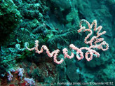 corail, tige, spirales serrées, polypes charnus
