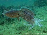 Seiche, corps brunâtre, manteau, bord, bande bleue, nageoire autour du corps, 8 tentacules