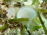 algue brune, feuille en forme de lame divisée, surface, cercles concentriques