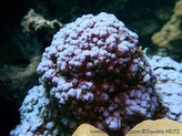 corail dur, bleu, surface nombreuses papilles, corallites  petites, immergées