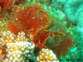 algue rouge-pourpre à orangé, bouquet de feuilles, forme éventail, tige incurvée, rameaux plumeux