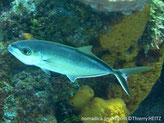Poisson, corps fuselé, bande noir et bleu électrique du front, dos et lobe inférieur nageoire caudale