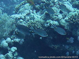 poisson, corps gris-foncé, tache blanc vif sur arrière dos, queue, teinté blanc ou jaune, lobe pointus, noirs