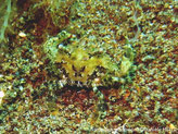 Crabe, olivâtre, carapace dentelée, dos, motif brun Y, pattes rayées brun blanc