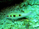 Poisson, allongé, corps blanc, flancs, bande jaune avec 3 taches noires