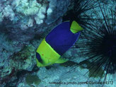 poisson, comprimé, bicolore, jaune, bleu, tache bleue, verticale sur la tête, queue jaune