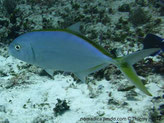 poisson, massif, jaunâtre à bleu-vert, nageoires dorsales et lobe inférieur de la queue, couleur jaunâtre