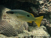 poisson, argenté, museau et dos gris, flancs lignes jaunes, tache ronde noire 
