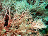 algue rouge, forme arborescente, rouge sombre, branches, ramifiées, terminaisons fines