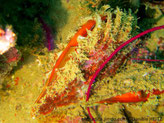 Bivalve, bord dentelé, manteau orange-vif 
