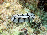 Nudibranche, corps ovale, petit, blanc à motif noir, rhinophores blancs