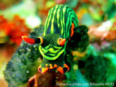 Nudibranche, corps vert-foncé, lignes longitudinales vert vif, rhinophores orange, panache branchial veiné vert vif