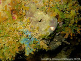 algue brune, irisée bleue, stries épaisses, rubans courts, plats, ramifiés, terminaisons arrondies