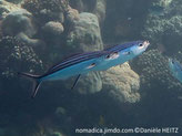 poisson, dos, strié, 4 lignes horizontales noires