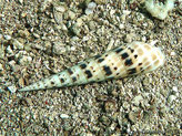 coquillage, cone allongé, spiralé, avant large, bout pointu, couleur crème, 2 rangées de taches brun-noir , 