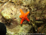 Etoile de mer, orange, disque central large, bras courts, motif épineux, couleur orange