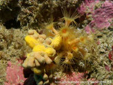 anémone coloniale, jaune-orangé, zoanthaire, base commune, pédoncule couronné de tentacules, disque orale, bouche central