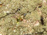 poisson, petit, corps semi-transparent rougeâtre,  abdomen et dessus tête, vert cuivre brillant