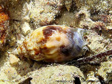 escargot de mer, coquille ovale, allongée, 3 dents sur le bord externe, couleurbrun clair, taches brun-foncé, bleuté à l'avant