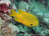 poisson, comprimé latéralement, jaune, nageoire pectorale, tache noire