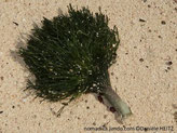 algue verte, forme de brosse, filaments denses, ramifiés, tige épaisse, courte
