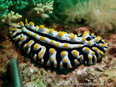 Nudibranche verruqueux, noir, dos, lignes de crêtes, verrues jaune-orangé, côtés, lignes crêtes perpendiculaires, verrues jaune-orangé, rhinophores jaune-orangé