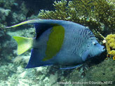 poisson, bleu, tache, jaune