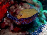 poisson, forme cubique, bleu, points noirs et taches brun-verdâtre à rougeâtre, dos vert-kaki