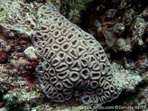 corail dur, massif, corallites coniques,  septes  légèrement irréguliers , espacés