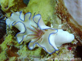 Nudibranche, manteau blanc, bordure liseré bleu, panache branchial brunâtre