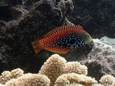 poisson, orangé, points jaunes, ventre noir, points blancs