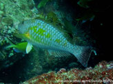 Poisson, allongé, grosses écailles, gris brunâtre, flancs taches jaunes