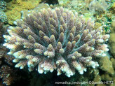 corail dur, buisson, branches digitées