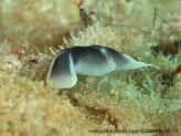 Limace de mer, blanche tachée de brun, points blancs