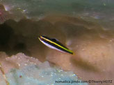 poisson, allongé, dos noir, bande jaune, ventre blanc, nageoire dorsale tache noire