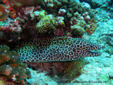 poisson, long, bouche , taches, brunes, corps taches, brunes