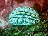 Nudibranche verruqueux, manteau grisâtre, dos, bouquets de tubercules blanc pointes jaunes, lignes noires, côté lignes noires perpendiculaires, rhinophores jaune-orangé