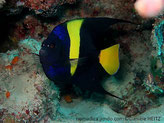 poisson, comprimé latéralement, haut, noir, avant bleu, bande jaune-vif, queue jaune