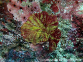 algue rouge, forme encroûtante, rouge-sombre striée de jaune-verdâtre, surface glissante