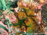 algue brun encroûtante, lame épaisse, stries radiales