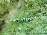 Limace de mer, motif bande ondulée brune