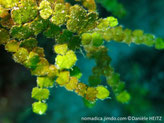 Algue verte, forme chapelet de feuilles