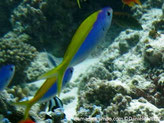 poisson, bleu, large bande jaune de l'avant nageoire dorsale à la queue