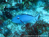 Poisson, ovale, bleu, 3 traits bleus sur la joue,  oeil demi-lune blanche, point blanc, base, nageoire dorsale et anale,  bande bleu foncé, queue, terminaison, croissant orange