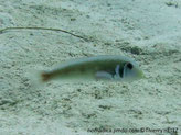 Poisson allongé, verdâtre, tache noire et blanche, base pectorale