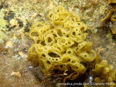 algue brune, en forme de filet, trous, tailles variables